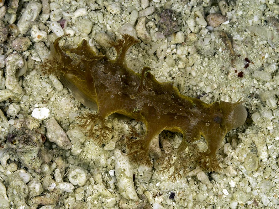 Marionia sp.4